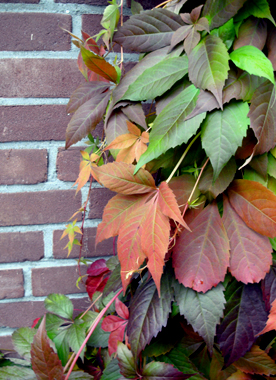 Garten Hamburg | 2025 | Herbst - November Herbstfaerbung vor einer Ziegelmauer
