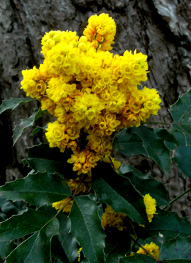 Mahonie mit gelben, gefüllten Blüten