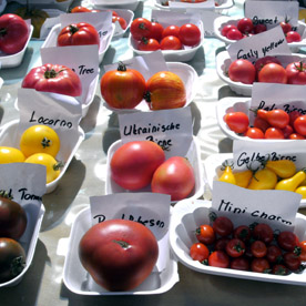 Vielfarbiege Tomatensorten bei eine Pflanzenamrkt der Gartenfreunde in Hamburg