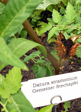 Nahaufnahme des Pflanzenschildes für den Stechapfel - Datura stramonium