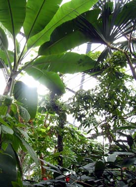 Exotische Pflanzen wachsen bis unter das Glasdach