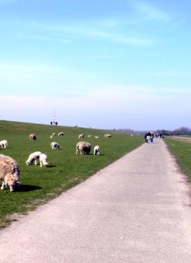 Schafe und Menschen unter blauem Himmel am Deich an der Elbe