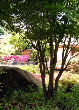 Blick aus dem Schatten über den Teich zum japanischen Teehaus