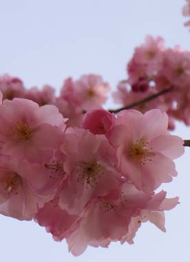 Rosa Kirschblüten am Baum vor blauem Himmel