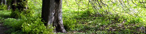 Grüne Wiese mit dunklem Baumstamm