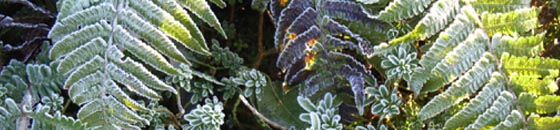 Grüner Farn mit weißem Raureif