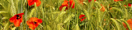Rote Mohnblüten im Kornfeld