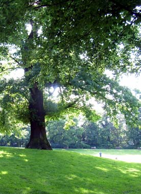 Sattes Grün unter schattigen Bäumen in sanft gewellter Fläche