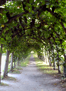 Ein grüner Laubengang im Wacholderpark