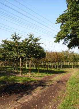 Grüne Bäume in Reihen unter Hochspannungsleitungen und blauem Himmel