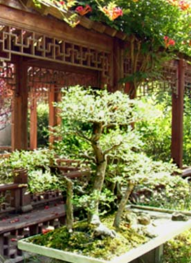 Bildmotiv zum Begriff "Miniaturgarten"  Bonsai-Bäume in einer Schale vor einem geschnitzten Laubengang