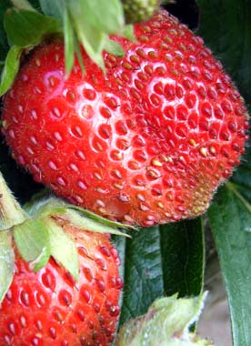 Rote Erdbeeren vor grünen Blättern in einer Nahaufnahme