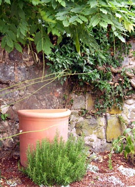 Terracottatopf vor Natursteinmauer mit Efeu, Wisteria und Rosmarin
