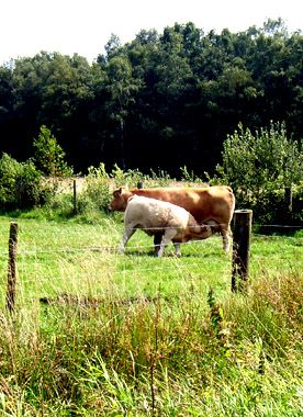 Bildmotiv zum Begriff "Ornamented Farm" Eine sandfarbene Kuh mit Kalb auf der grünen Weide