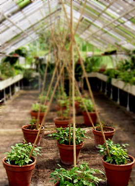 Große Tontöpfe mit Jungpflanzen in einem Gewächshaus
