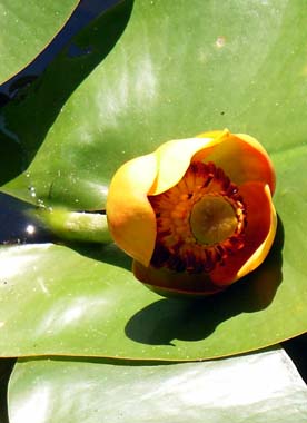 Gelbe Teichrose – Mummel [Nuphar] mit grünen Blättern